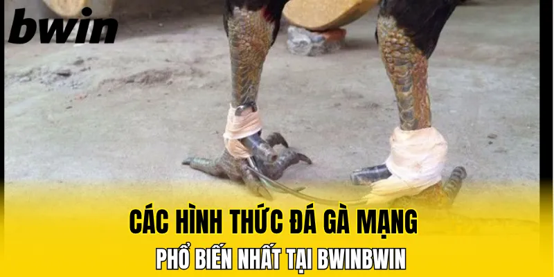 Các hình thức đá gà mạng phổ biến tại Bwin