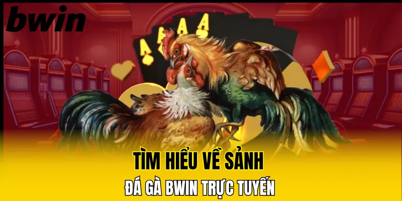 Tìm hiểu về sảnh đá gà Bwin trực tuyến